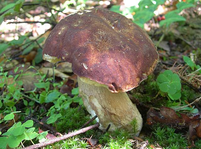 I  Funghi  della  faggeta  calcarea